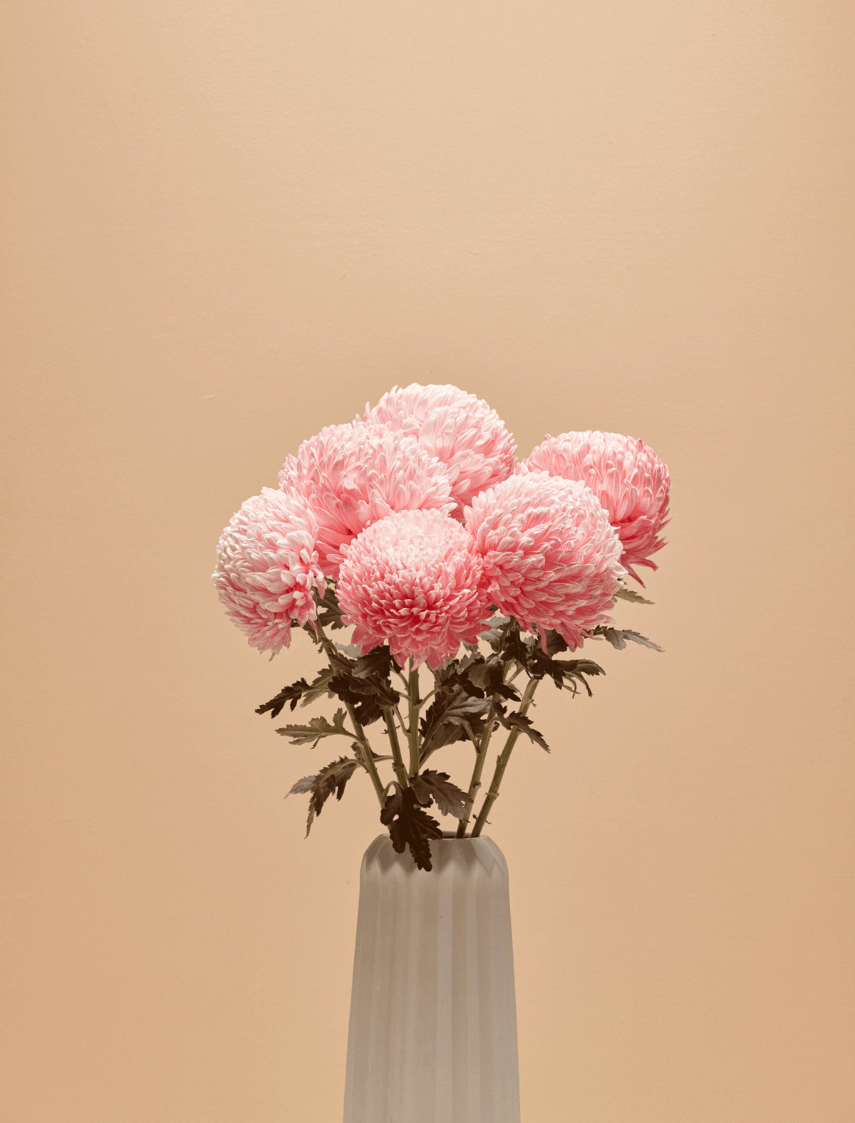 Chrysanthemums - pink