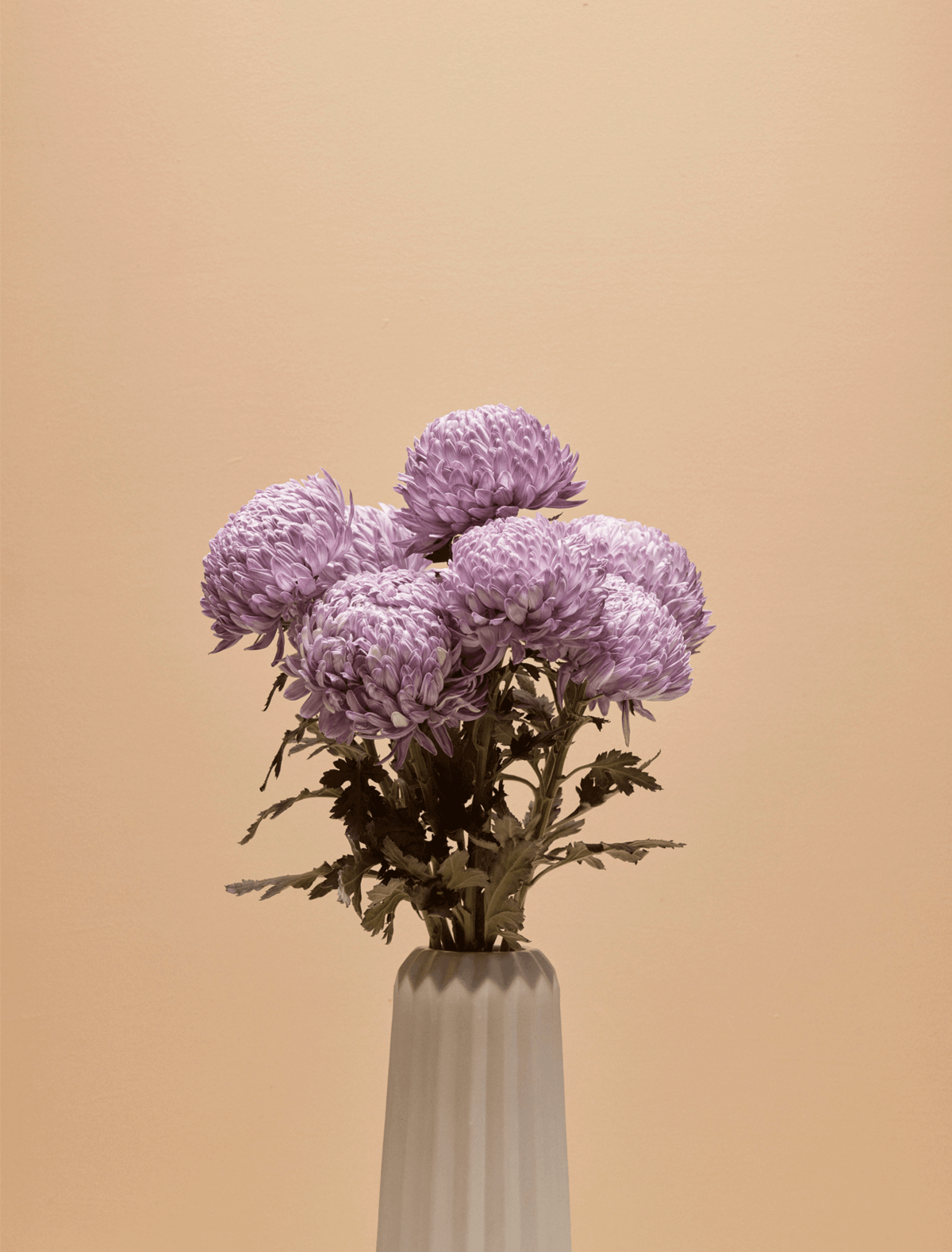 Chrysanthemums - purple