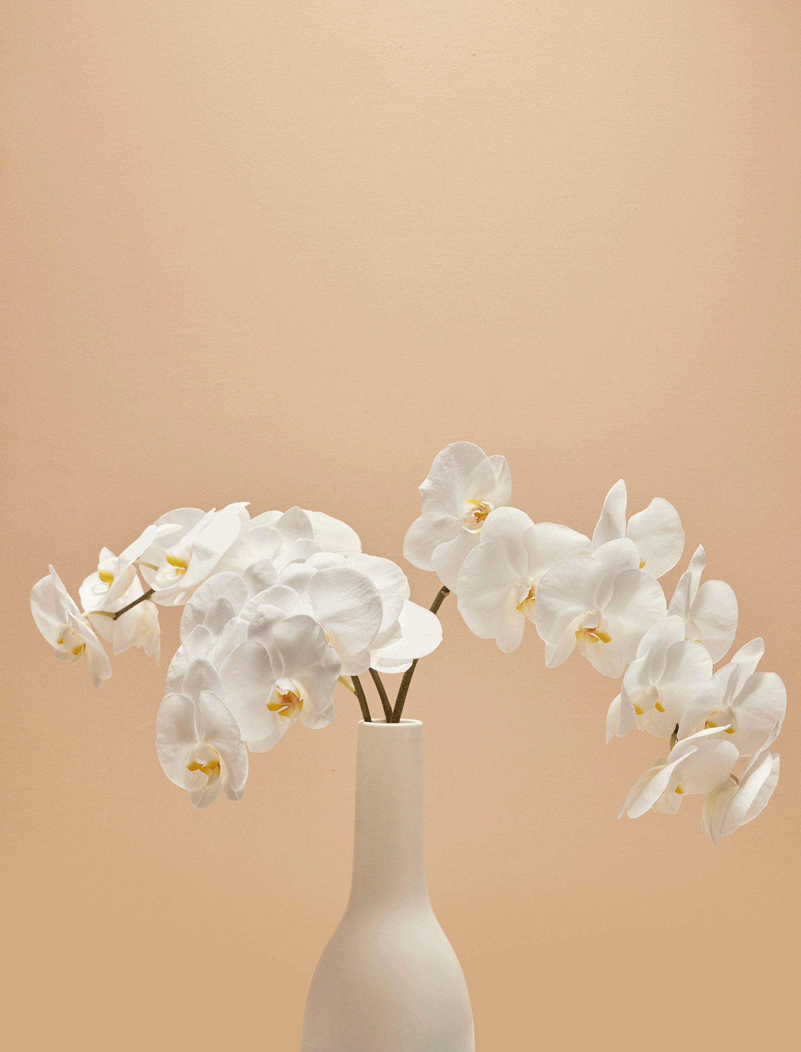 White Orchids