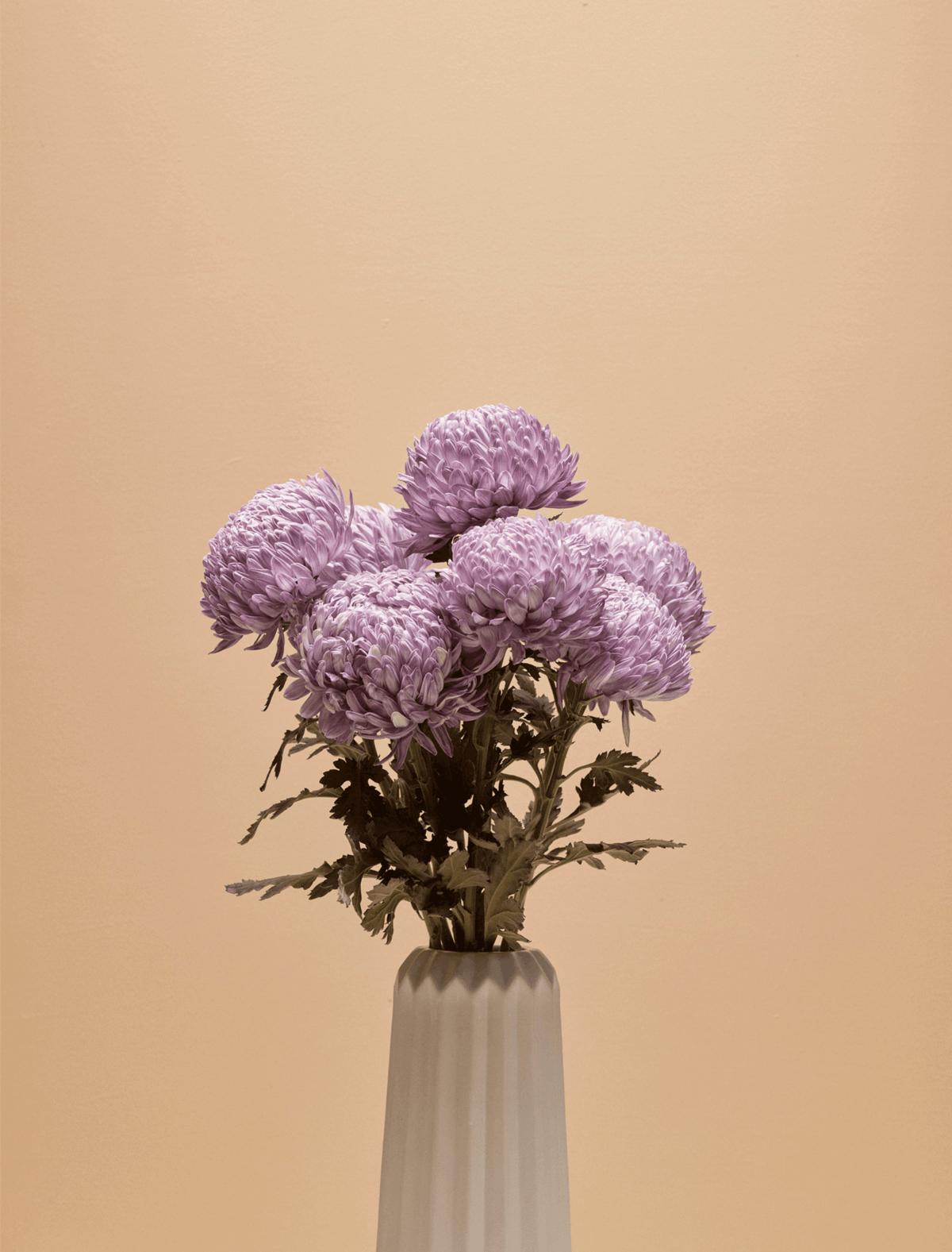 Chrysanthemums