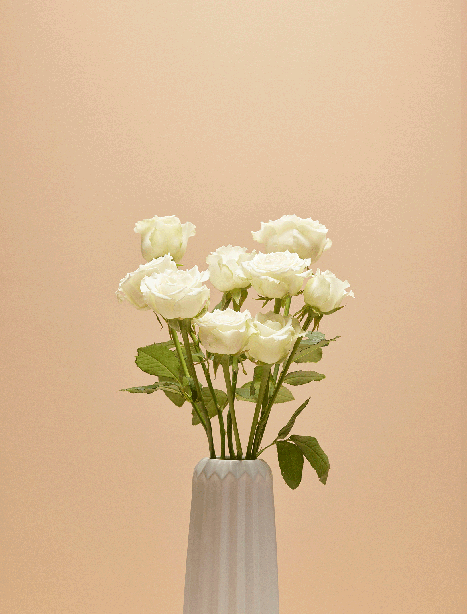 Roses - white