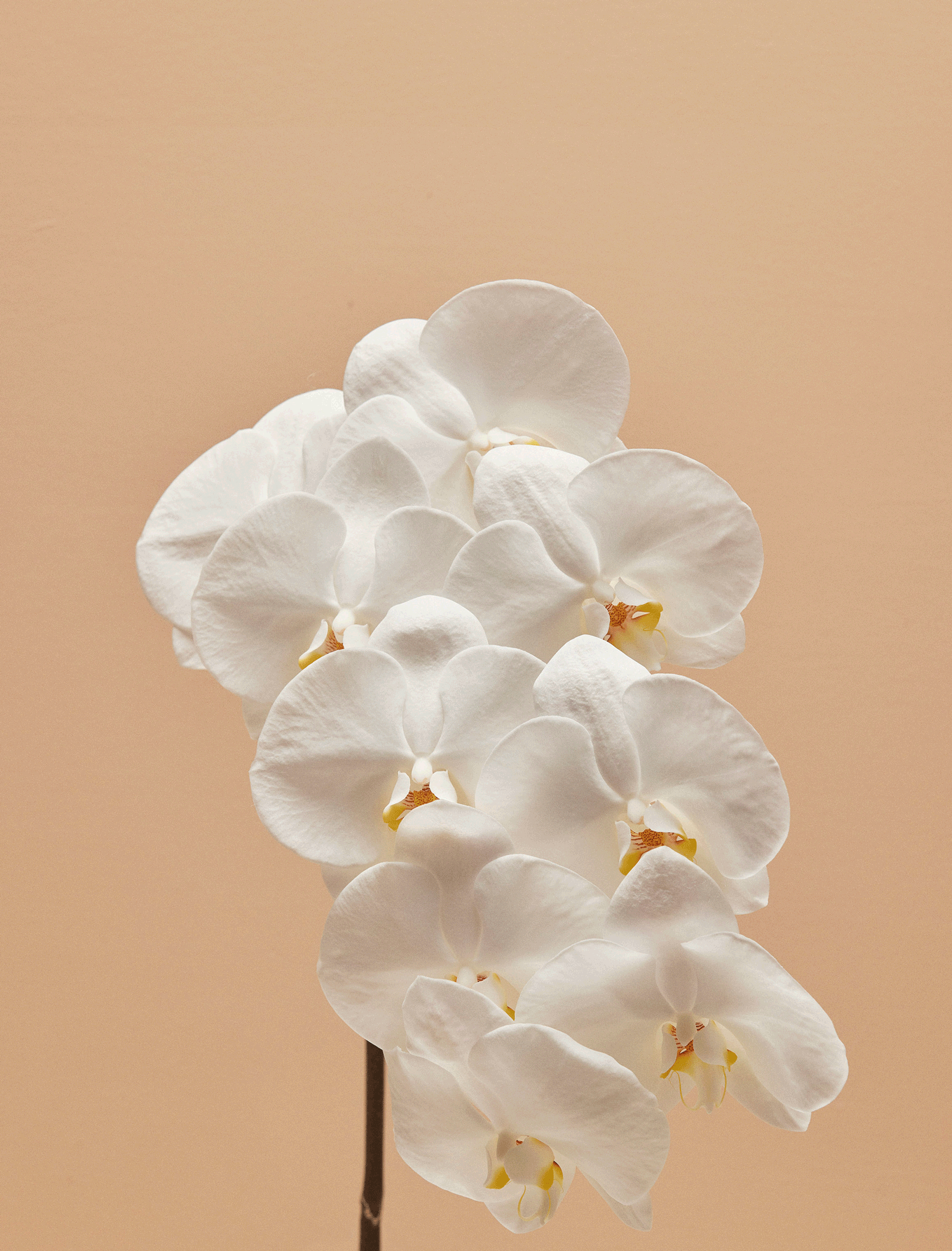 Orchids