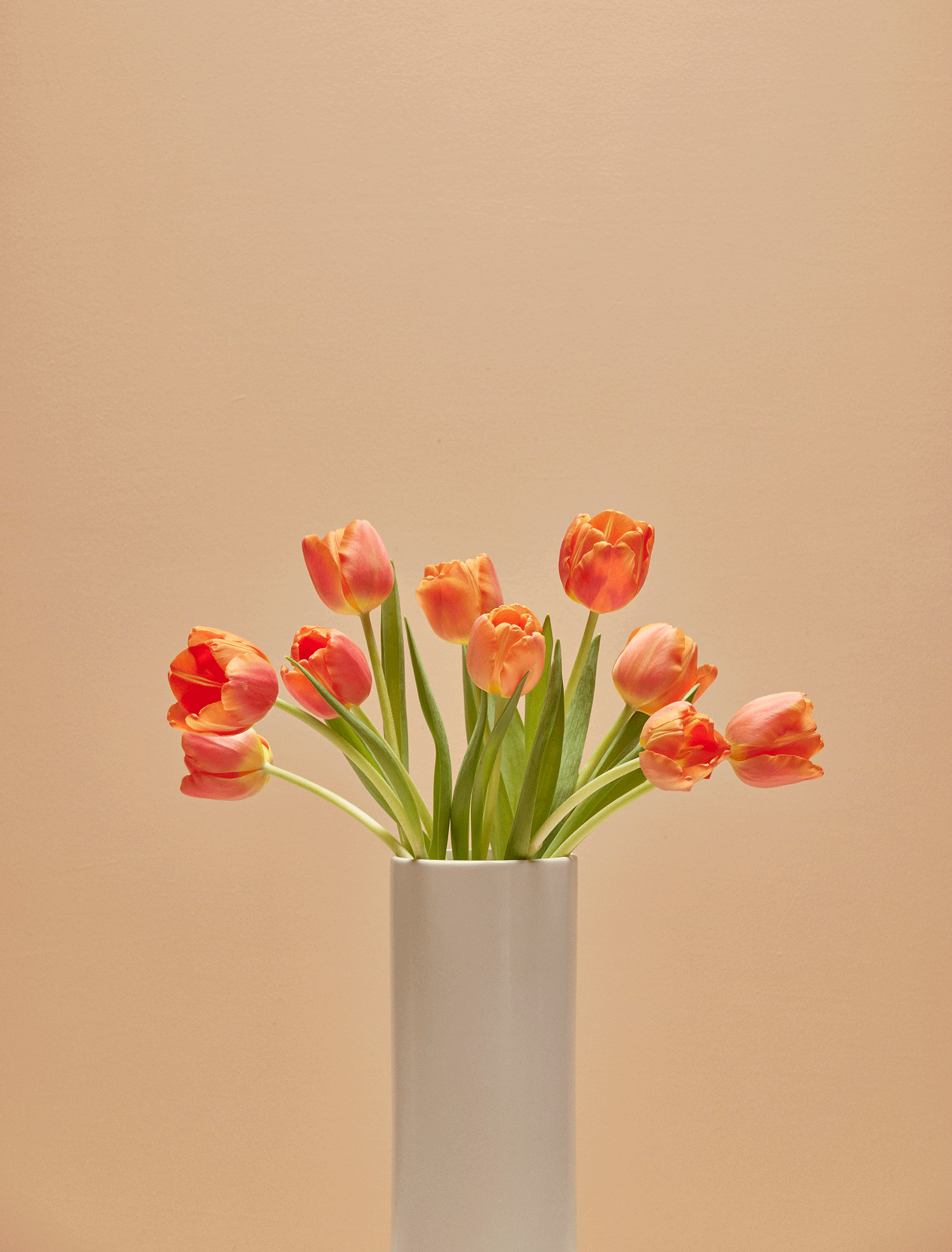 Tulips