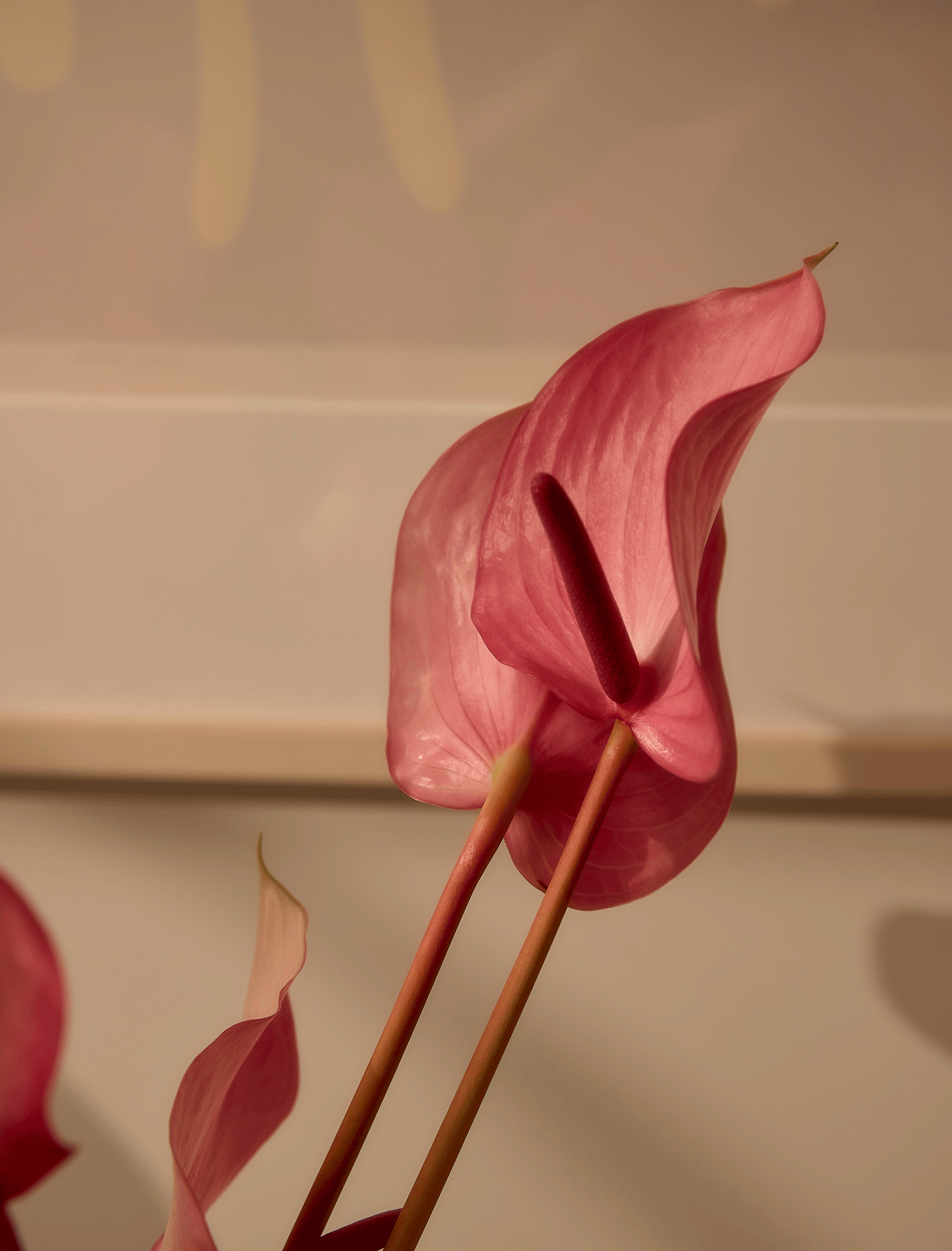 Anthurium